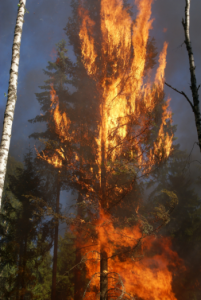 Waldbrand, Versicherung, Wald in Flammen
