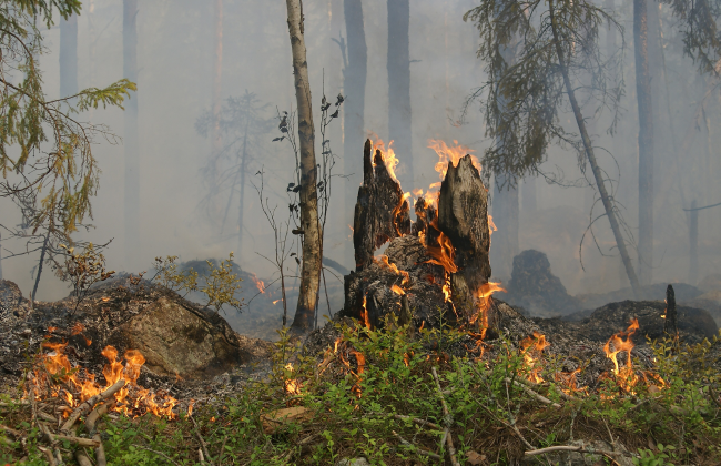 Waldbrandversicherung Wald gegen Feuer versichern